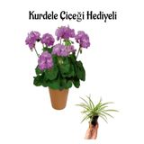 Mor Renk Sardunya Çiçeği Sevgililer Gününe Özel Kurdele Çiçeği Hediyeli, BTS001NA2409