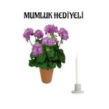 Mor Renk Sardunya Çiçeği Sevgililer Gününe Özel Kurdele Çiçeği Hediyeli, BTS001NA2447