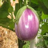 Mor Rosa Bianca Patlıcan Tohumu -20 Tohum