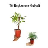Mor Salkım Ağacı Fidanı Anneler Gününe Özel Tül Kuşkonmaz Hediyeli
