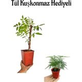 Mor Salkım Ağacı Fidanı Anneler Gününe Özel Tül Kuşkonmaz