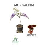 Mor Salkım Ağacı Fidanı Sarmaşık 1 Adet Saksılı 30-60Cm +Yaprak Güzeli