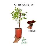 Mor Salkım Ağacı Fidanı Sarmaşık 1 Adet Saksılı 40-60Cm +Yaprak Güzeli