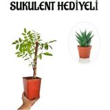 Mor Salkım Ağacı Fidanı Sevgililer Gününe Özel Sukulent Hediyeli