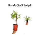 Mor Salkım Çiçeği Fidanı Sevgililer Gününe Özel Kurdele Çiçeği Hediyeli