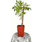 Mor Salkım Çiçeği Sarmaşık ( Wisteria Sinensis) 40-50 Cm Bitki Toprağı Torf