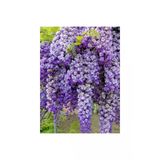 Mor Salkım Fidanı 30-60 Cm