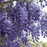 Mor Salkım Fidanı Wisteria Sinensis Prolific