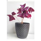 Mor Süs Yoncası Çiçeği 20-30Cm 1 ADET Canlı Çiçel Oxalis triangularis