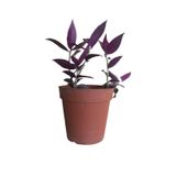 Mor Telgraf Çiçeği-Tradescantia Küçük Boy