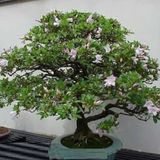 Mor Tesbih Bonzai Ağacı Tohumu 5 Adet Bonsai Ağacı Tohumu