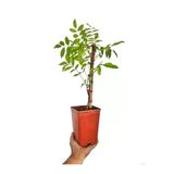 Mor Wisteria Sinensis Mor Salkım Fidanı 10-20 Cm