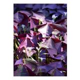 Mor Yonca Çiçeği Süs Yoncası 1 Adet 15-25Cm (Oxalis Triangularis)