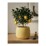 mora store Bohem İskandinav Çizgili Dekoratif Beton Saksı Sarı 12x13 cm | Modern Ev Ofis Saksısı