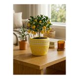 mora store Dekoratif Beton Saksı Sarı Bohem İskandinav Desenli 14,5x12 cm | Modern Ev Ofis Masa Üstü Saksı