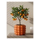 mora store Turuncu Bubble Beton Saksı Balon Desenli Dekoratif Modern İskandinav Çiçeklik 14,5x12 cm