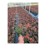 MorDekor Acer Palmatum Atropurpureum Kırmızı yakraklı japon akçaağaç 1.5 litre saksı Boy : 40-50 cm