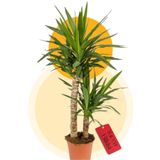 MorDekor Yucca Bitkisi 2 Gövdeli Yuka Bitkisi Avize Çiçeği 100-120 Cm Ev Bitkisi Salon Bitkisi 2liyuka