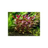 Moss Akvaryum Alternanthera Sessilis Akvaryum Bitkisi, Canlı Bitki 5 Dal