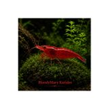 Moss Akvaryum Bloodymary Karides 5 Adet (1-1,5cm RED)