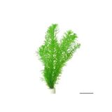 Moss Akvaryum Eledoa Densa (Egeria) Canlı Akvaryum Bitkisi 5 Dal