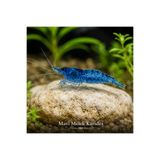 Moss Akvaryum Mavi Karides 5 Adet (1-1,5cm)