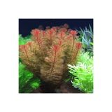 Moss Akvaryum Myriophyllum Tuberculatum Gerçek formda Akvaryum Bitkisi, Canlı Bitki 5 Dal