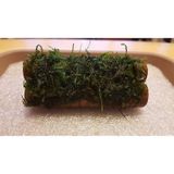 Moss Kamışa Tutturulmuş Karides Yuvası Ve Üretim Kamışı