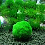 Mossball Marimo Patara Canlı Yosun Topu 3-5 cm Canlı Kolay Akvaryum ve Su Bitkisi