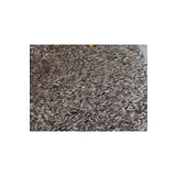 Moyashop 1 Kg Alaca Papağan Çekirdeği - Alacalı - Çekirdek - Kuş Yemi - Yem