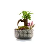 Mozaik Mini Ficus Bonsai