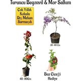 MSP Decor & Plant Turuncu Begonvil Çiçeği, Mor Salkım Ağacı Fidanı, Buz Çiçeği Hediyeli Bahçe Peyzaj Seti
