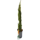 MSP Kara Selvi Fidanı 1 Adet Dikime Hazır Mezarlık Ağacı 35-65CM Saksılı (Black Pine Sapling)