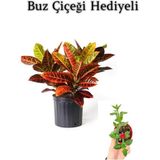 Muhteşem Görünümlü Kraton Çiçeği Bitkisi Sevgililer Gününe Özel Buz Çiçeği Hediyeli