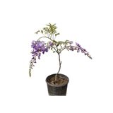 Muhteşem Görünümlü Mis Kokulu Mor Salkım (20-50 Cm)1 Adet Saksılı Bahçe Bitkisi, SRD03022025BYB608