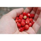 Muka Botanik Yayılıcı Dağ Çileği Tohumu 20 Tohum 1 Paket Çiçek Tohumu Organik Özellikler İçerir