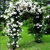 Multi Yaşlı Kokulu Yediveren Bride Crown Beyaz Sarmaşık Gül Fidanı(120-200 Cm)