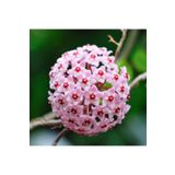 Mum Çiçeği Açık Pembe 20-25 Cm Ev Salon Bitkisi Hoya Carnosa, BTSR313