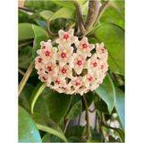 Mum Çiçeği Beyaz Renk (Hoya Carnosa) 10-20 cm