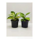 Mum Çiçeği Fidesi 2 Adet, 1Adet Hoya Carnosa, 1Adet Hoya Carnosa Tricolor
