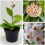 Mum Çiçeği Fidesi Hoya Carnosa Mis Kokulu Beyaz 9cm Saksıda Mum Hoya Çiçeği