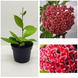 Mum Çiçeği Fidesi Hoya Carnosa Mis Kokulu Kırmızı 9cm Saksıda Mum Hoya Çiçeği