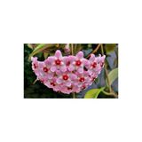 Mum Çiçeği Fidesi Köklenmiş Hoya Pembe 10-20 Cm