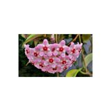 Mum Çiçeği Fidesi Köklenmiş Hoya Pembe (Saksılı 10-15Cm), 901235432150
