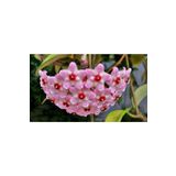 Mum Çiçeği Fidesi Köklenmiş Hoya Pembe (Saksılı 10-15Cm), FideBitki155