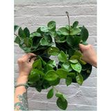 Mum Çiçeği Hoya Carnosa 8.5 Saksıda