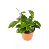Mum Çiçeği Hoya Carnosa Fidesi Fidanı 10-20 Cm