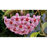 Mum Çiçeği Hoya / Pembe 10 -15CM Gübre ve Çiçek Tohumu Hediyeli