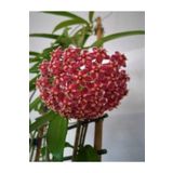 Mum Çiçeği Kırmızı 20-25 Cm Ev Salon Bitkisi Hoya Carnosa İç Mekan Bitkisi, BTSR312