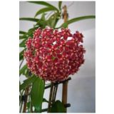 Mum Çiçeği Kırmızı 20-25 Cm Ev Salon Bitkisi Hoya Carnosa İç Mekan Bitkisi, SRD518